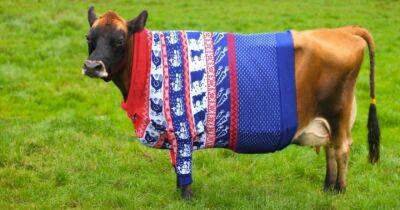 20 зверьков, которых люди одели в мягкие, тёплые свитера, сделанные специально для них - mur.tv