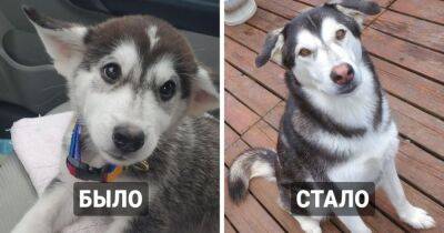 16 фотосравнений, которые показывают, как быстро растут и меняются собаки - mur.tv