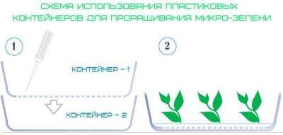 Лайфхаки и секреты выращивания микрозелени в домашних условиях - sadogorod.club