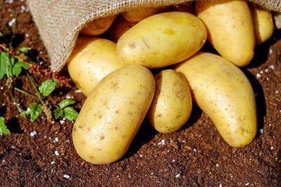 Ведро картошки с каждого куста: 5 секретов изумительного урожая - sadogorod.club - Австралия