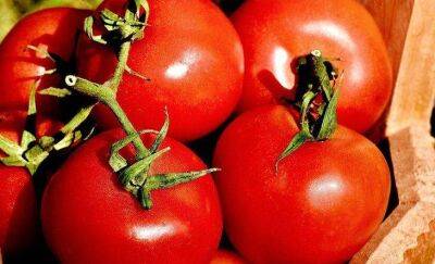 Простая подкормка для томатов: ушлые дачники благодаря ей собирают вкусные и крупные помидоры ведрами - sadogorod.club