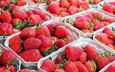 Голландия - Простая подкормка для клубники даст сочные ягоды размером со сливу: рецепт агронома из Голландии - sadogorod.club - Голландия
