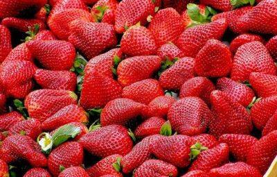 Бесплатная и эффективная подкормка для клубники: ягоды крупные и сладкие, а вредителей нет - sadogorod.club