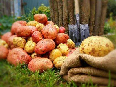 Секретные технологии выращивания картошки - lifehelper.one