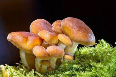 Как посадить на участке лесные грибы: 2 дешевых и простых способа - sadogorod.club