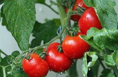 Типичная ошибка начинающего огородника: почему бывалые дачники не сажают все помидоры сразу - sadogorod.club