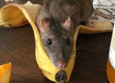 Учёные раскрыли секрет, почему крысы боятся бананов - mur.tv