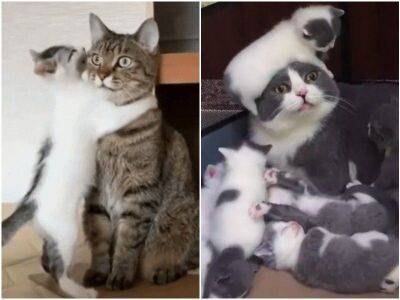 10+ кошек-матерей, которые познали все прелести родительства - mur.tv