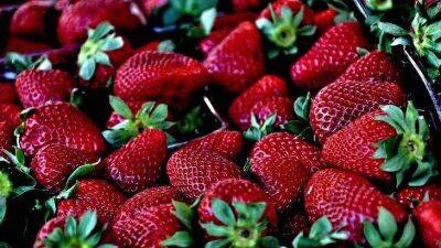 100 грамм хлебопекарных дpoжжeй и клубника будет усыпана ягодами: как использовать - sadogorod.club