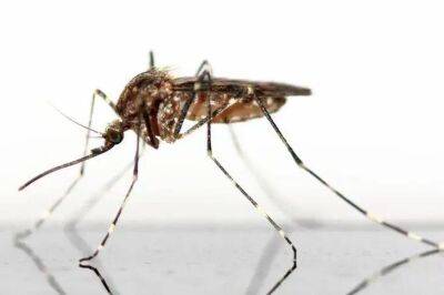 Елен Гутыро - Домашнее средство от комаров за 2 минуты: запомните, чтобы не покупать дорогую химию - lifehelper.one