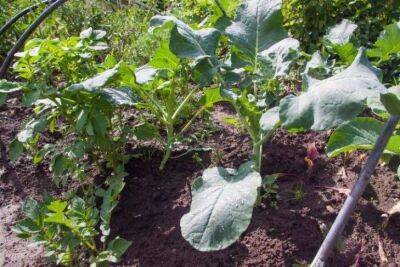 Антон Курчев - 4 овоща, которые можно посадить в тени: важные рекомендации для огородников - sadogorod.club