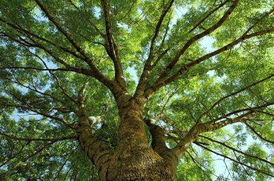 Дерево ясень: фото и виды этого дерева - sadogorod.club