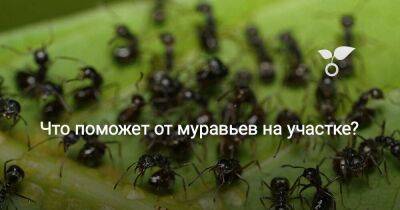 Что поможет от муравьев на участке? - sadogorod.club