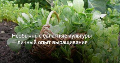 Необычные салатные культуры — личный опыт выращивания - sadogorod.club