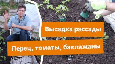 Как высаживать рассаду томатов, перцев и баклажанов в открытый грунт? - sadogorod.club