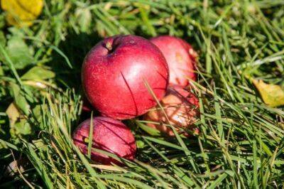 Игорь Зур - Поспешите на помощь яблоне, если хотите вылечить от парши: совет начинающим садоводам - sadogorod.club