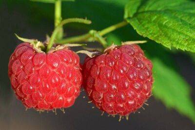 От этой подкормки ветки малины будут ломиться из-за множества ягод: секрет удивительного урожая - sadogorod.club