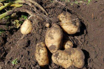 Игорь Зур - Что нужно сделать, чтобы клубни картофеля не трескались в земле: об этом не расскажет сосед - lifehelper.one