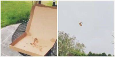 Наглая чайка выхватила у девушки целую пиццу прямо из под носа - mur.tv