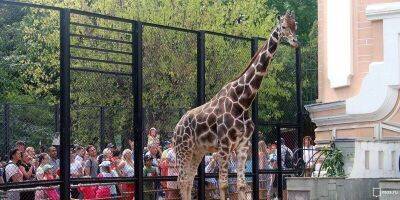 Самого старого жирафа Московского зоопарка посадили на диету - mur.tv