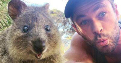 15 забавных фото автралийских квокк, доказывающих, что это самые улыбчивые животные на Земле - mur.tv - Австралия