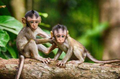 Что такое обезьянья оспа? - shkolazhizni.ru - Сша - Конго