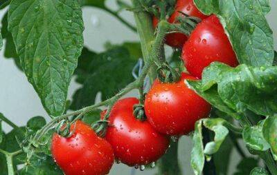 Какие 3 досадные ошибки совершают дачники при выращивании помидоров в теплице: из-за них урожай сокращается в два раза - sadogorod.club