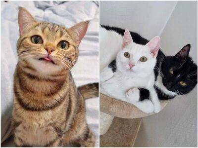 20 особенных кошек, которые поселят в сердце добро - mur.tv