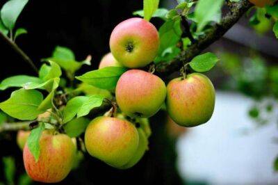 6 причин, почему яблоня простаивает: что заставит дерево плодоносить каждый год - sadogorod.club
