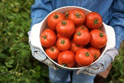 Подкормка томатов в июне, которая позволит до осени собирать хороший урожай: дачные хитрости - lifehelper.one