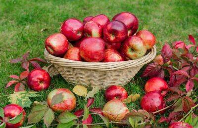 Марин Михалап - Деревенский секрет, который позволит получить больше яблок: чем нужно опрыскать цветочки во время цветения - sadogorod.club