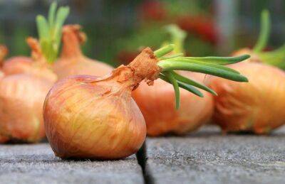 Марин Михалап - Натуральное средство из лука, которое увеличивает урожай моркови: не каждый дачник знает - sadogorod.club