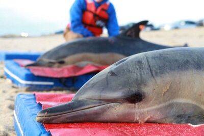 Дельфины, спасённые во время отлива, чувствуют себя хорошо - mur.tv - Сша - штат Массачусетс