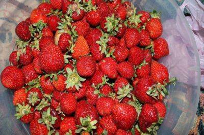 Чем подкормить клубнику в начале лета: хитрая подкормка для сладких и крупных ягод - sadogorod.club