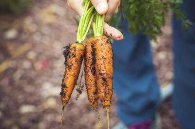 Как вырастить идеальную морковь: 6 ключевых советов - sadogorod.club