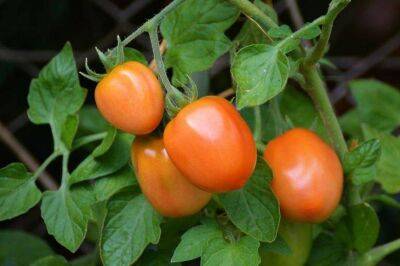 Елен Гутыро - Эти 3 растения продвинутые дачники сажают по соседству с томатами: причина, о которой мало кто знает - sadogorod.club