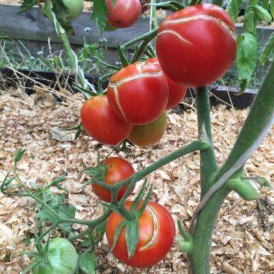 Почему в теплице трескаются томаты: 3 ошибки дачника - lifehelper.one