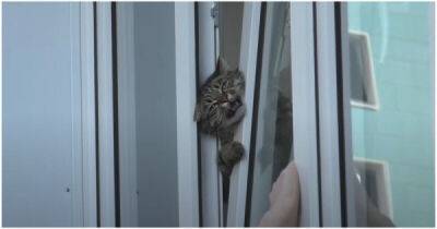 В Омске парень спас застрявшего в окне кота - porosenka.net - Омск