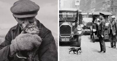 17 ретрофотографий с котами, которые и много десятилетий назад были главными кумирами человечества - mur.tv