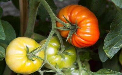 Светлана Протас - 2 самых урожайных и неприхотливых сорта томатов: посадил и забыл до сбора урожая - sadogorod.club