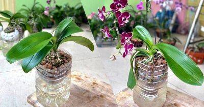 Необычный способ выращивания орхидей: они будут продолжительно и обильно цвести - lifehelper.one