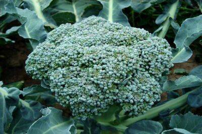 Игорь Зур - 9 растений, рядом с которыми нужно посадить брокколи, чтобы капуста не болела и набирала силу - sadogorod.club