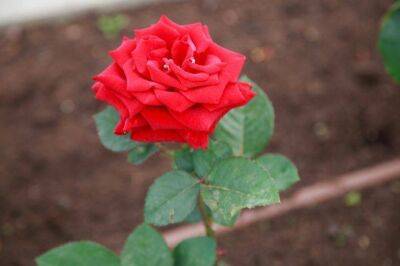 Игорь Зур - Подкормите розы в мае, если хотите чтобы цвели обильно: названы лучшие удобрения - lifehelper.one