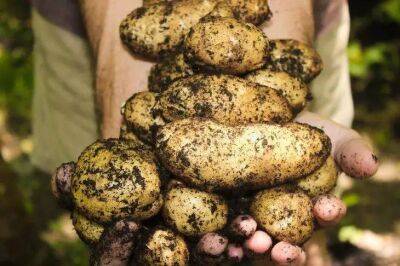 Елен Гутыро - Как поливать картошку после посадки, чтобы собрать огромный урожай, а не овощ размером с горох - sadogorod.club