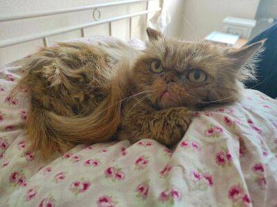 Кішка Шафа, що вижила в Бородянці, знайшла новий дім - vogue.ua