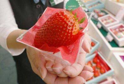Чем подкормить клубнику в мае, чтобы ягоды радовали размером - sadogorod.club - Россия