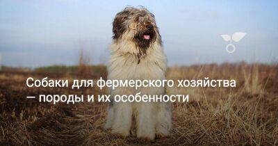 Собаки для фермерского хозяйства — породы и их особенности - sadogorod.club