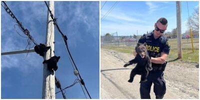 Полицейские спасли медвежат, которые забрались на столб - mur.tv - Канада