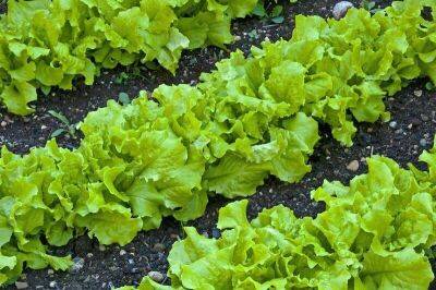 Как вырастить салат полезным и вкусным? - lifehelper.one