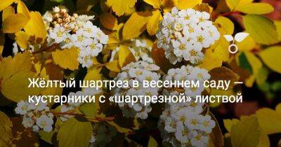 Жёлтый шартрез в весеннем саду — кустарники с «шартрезной» листвой - sadogorod.club